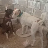 فروش دوعدد سگ شکاری سیخور آدرس خودبستک
