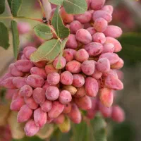 پیوند درخت پسته