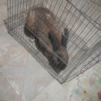 خرگوش|موش و خرگوش|کشاورز, |دیوار