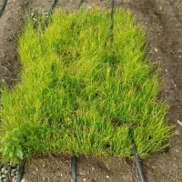 نشا پیازرودان