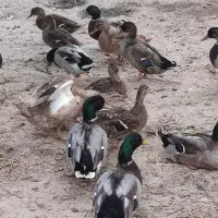 تخم اردک رشتی پروازی