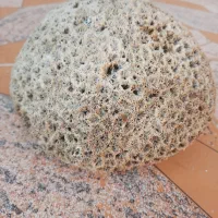 فسیل مرجان