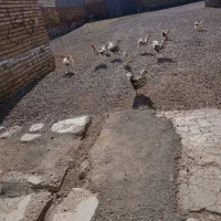 مرغ گلین وخروس پنگویینی