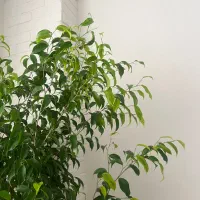 بنجامین بلک|گل و گیاه طبیعی|شیراز, قدوسی غربی|دیوار