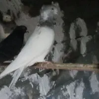 کبوتر|پرنده|تیکمه داش, |دیوار