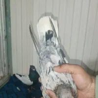 کبوتر و قناری|پرنده|کرمان, |دیوار