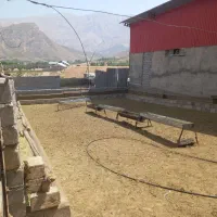 دامداری اجاره ای|اجارهٔ دفتر صنعتی، کشاورزی، تجاری|صمصامی, |دیوار