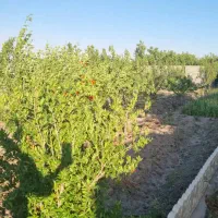 باغ ،باغچه (انجم اباد)|فروش زمین و ملک کلنگی|رباط‌کریم, انجم آباد|دیوار