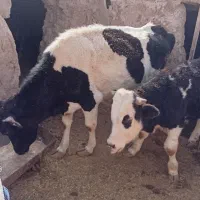 کود گاو تنی بهترین قیمت