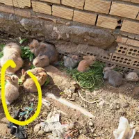 فروش توله خرگوش لپ دررنگ های مختلف دونه 190