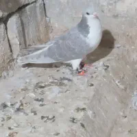 کبوتر رنگی|پرنده|اهواز, ۳۰ متری|دیوار