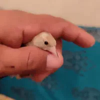 جوجه سهره یه نظر بدهین