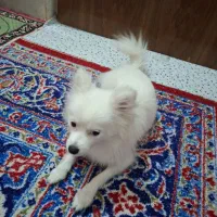 سگ پامر ماده