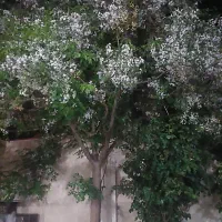 زمین-جعفریه