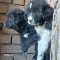 توله سگ قدرجونی|سگ|اصفهان, سرشبادران|دیوار