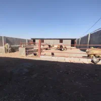 دامداری-و-منزل-ویلایی-در-نزدیکی-ششتمدبا-تمام-لوازم