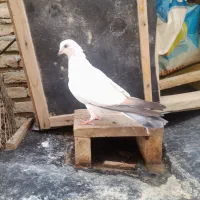 کبوتر پرشی کله|پرنده|گمیشان, |دیوار