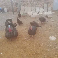 بوقلمون جنس عالی|حیوانات مزرعه|تربت جام, جامرود|دیوار