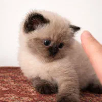 قشنگ کوچولو