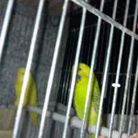 معاوضه مرغ عشق انگلیسی با مینا ماده|پرنده|تهران, بهمن یار|دیوار