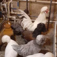 تخم مرغ سلطان نطفه دار (خروس مرغ گیر جوان)