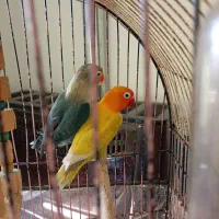 کوتوله برزیلی/ طوطی برزیلی/ فیشر/ رنگ خاص|پرنده|قم, پردیسان|دیوار