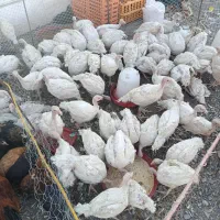 انواع و اقسام حیوانات مزرعه