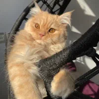 گربه پرشین ماده