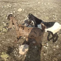 فروش بزغاله گلابی  دو قلو و بره رومن و