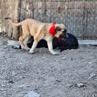 واگزاری توله های قدرجونی|سگ|قم, الغدیر|دیوار