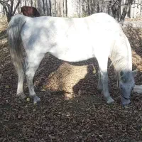 کره نریان ترکی فوق دمگیر|اسب و تجهیزات اسبسواری|شیراز, قلات|دیوار