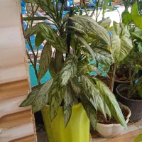 گل انواع نمونه قیمت مناسب