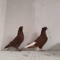 کفتر سرخ دم|پرنده|مشهد, ویلاشهر|دیوار