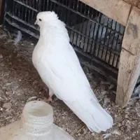 کبوتر سفید