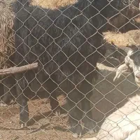 فروش کهره نر