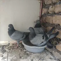 کبوتر پلاکی پرشی