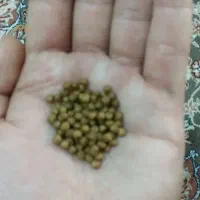 غذای ماهی|ماهی|تهران, ترمینال جنوب|دیوار