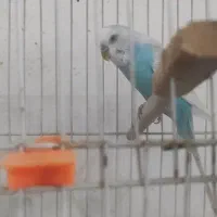 عروس هلندی سخنگو و مینا سخنگو و مرغ عشق سخنگو|پرنده|مشهد, شهرک بهارستان|دیوار