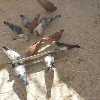 ۸ عدد پلاکی|پرنده|اصفهان, مهدی آباد|دیوار