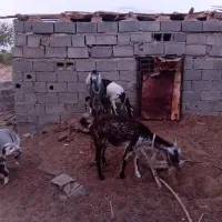 سه بز پاکستانی هر بز ۲ کهره|حیوانات مزرعه|قلعه گنج, |دیوار