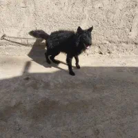 سگ ژرمن بلک