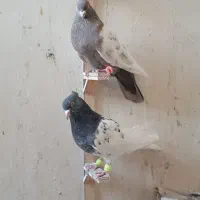 کبوتر 22تا کله سینه همه نر