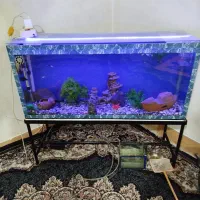 اکواریوم