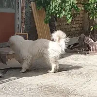 سگ پاکوتاه