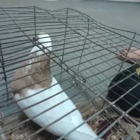 طوقی‌زرد‌نر