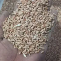 گندم اراز برزی دوروشت بسیار الی خوب