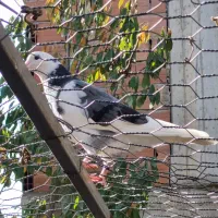 کبوتر دانه ای 250 یک کلمه