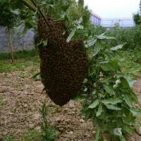 فروش و خریدار زنبور عسل روی درخت