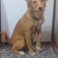 گمشده
