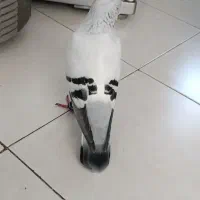 کبوتر شامی کاکل